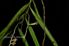 Cleisostoma tenuifolium